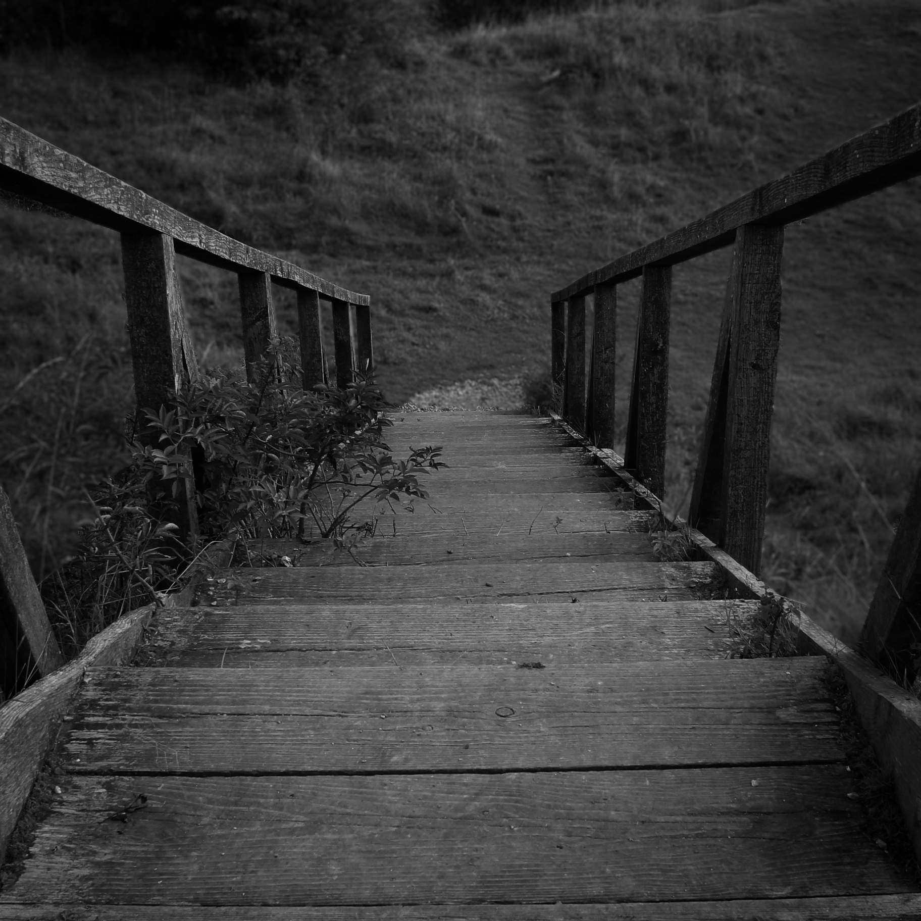 Black and white photograph of wooden steps at Danebury Hill Fort